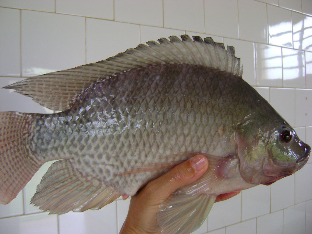 Тилапия или телапия: польза и вред, стоит ли покупать и есть эту рыбу
