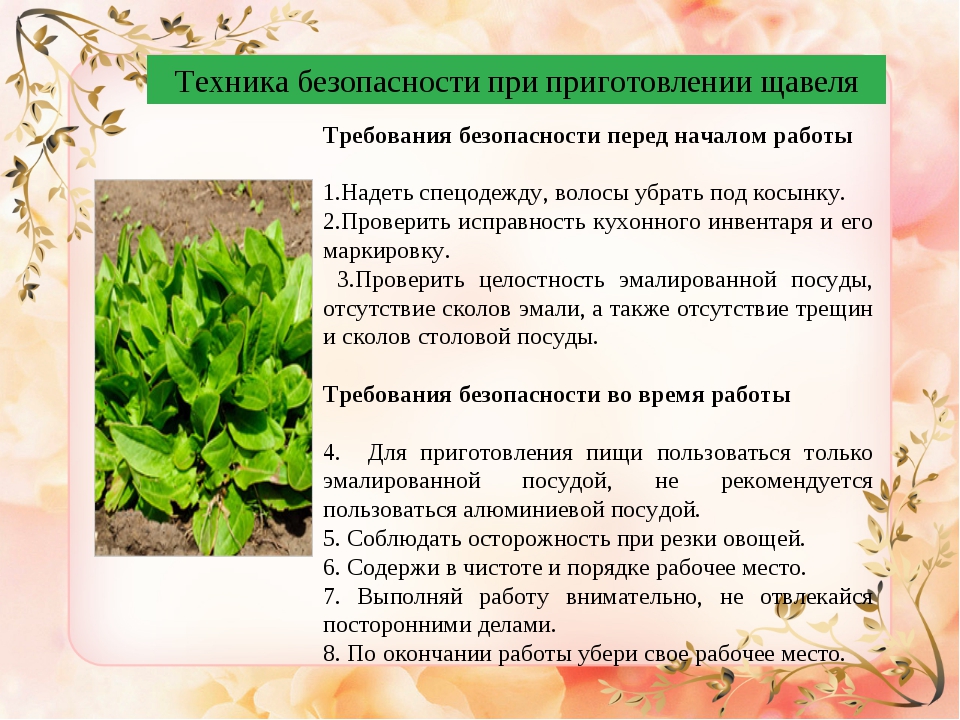 Щавель: полезные свойства и состав растения, польза и вред для организма, рекомендации по употреблению