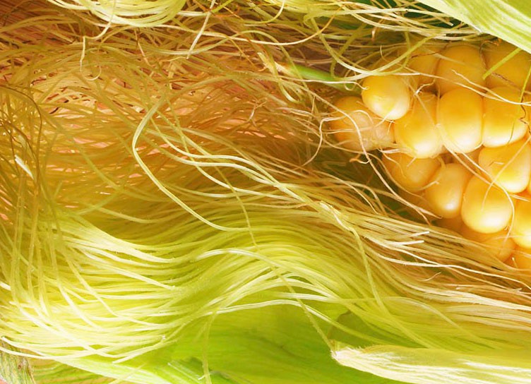 Кукурузные рыльца — лечебные свойства, инструкция применения для женщин, похудения