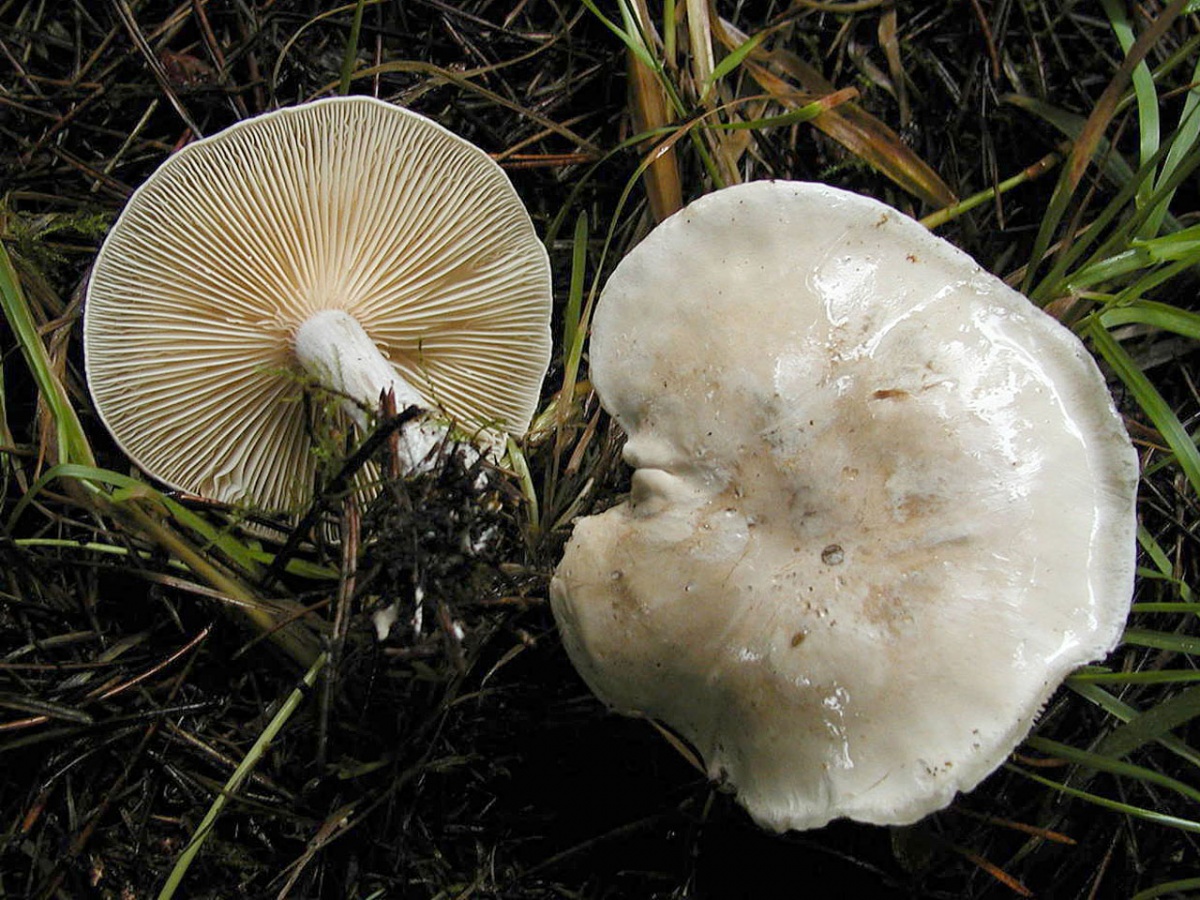 Гриб подвишенник (подвишень, ивишень): фото и описание гриба, двойники подвишенника