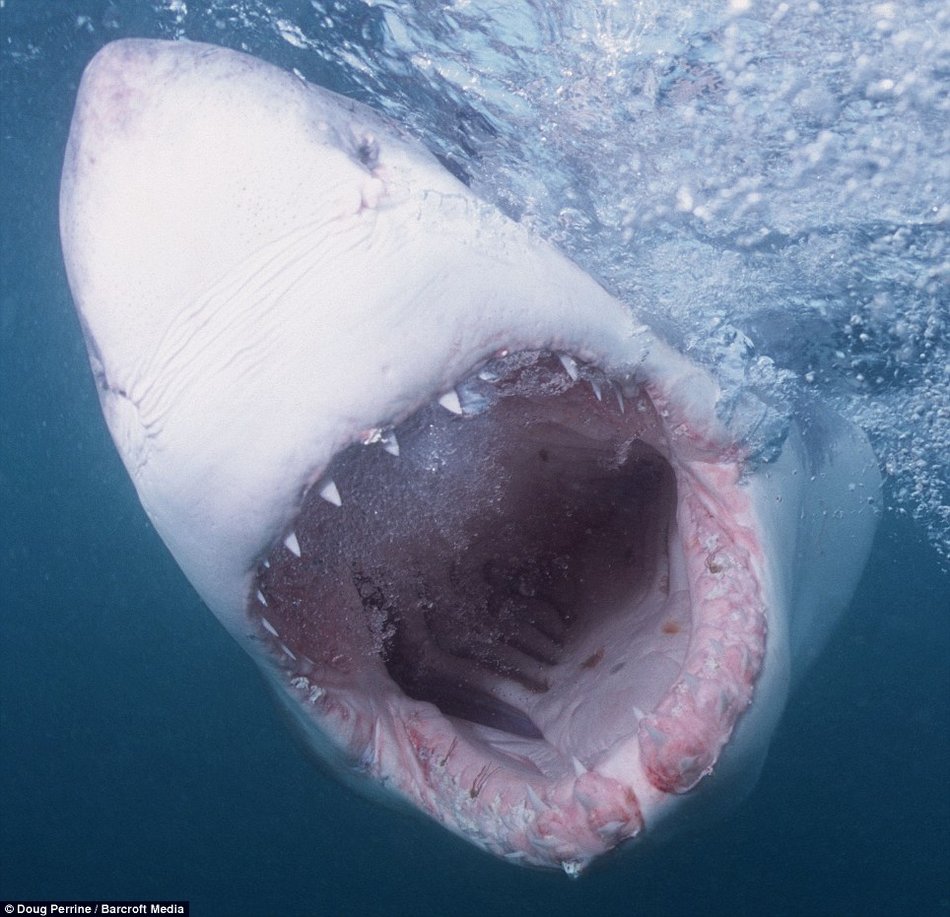 Большая белая акула: фото и описание :: syl.ru