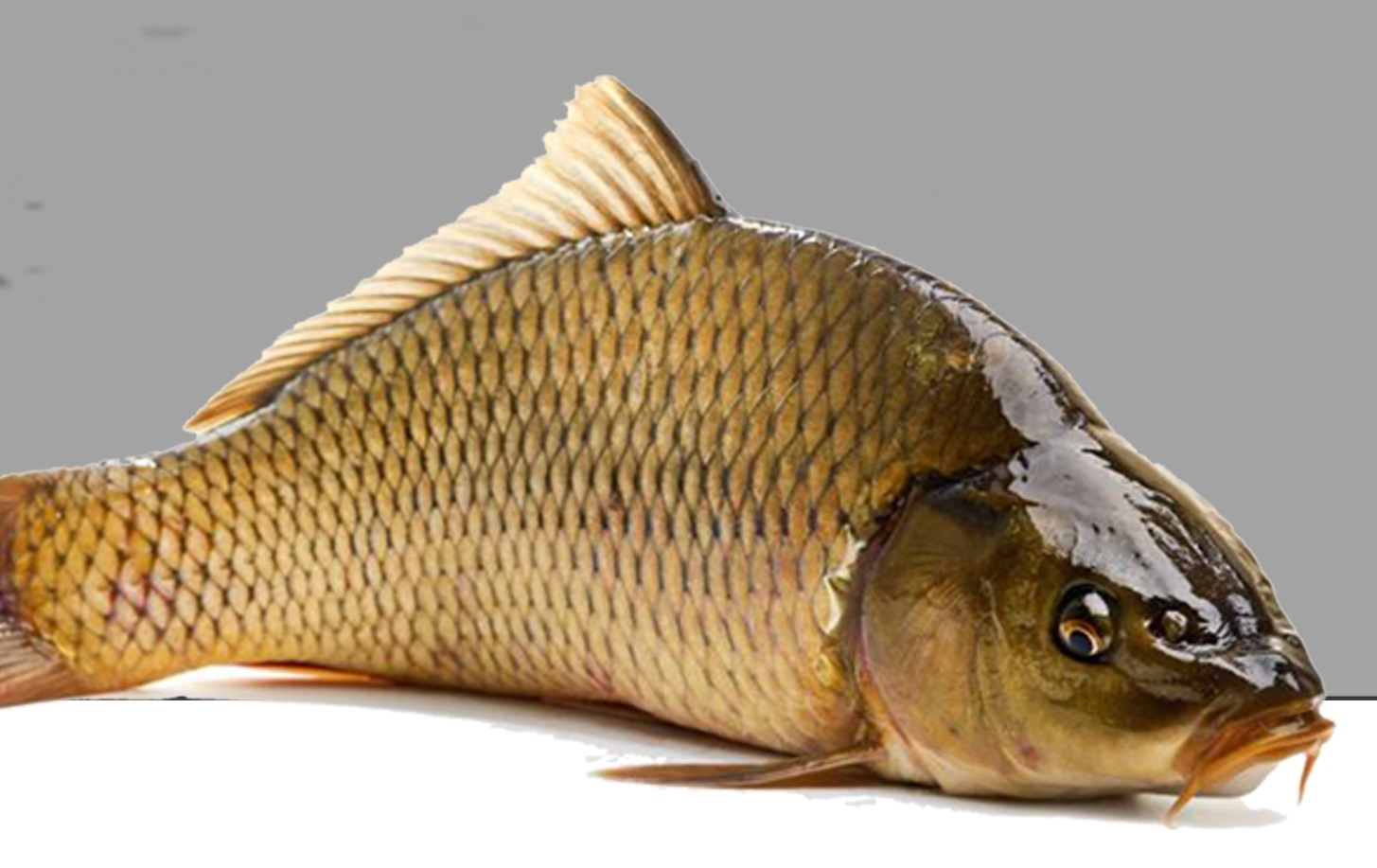 Рыба сазан польза и вред для организма, свойства икры