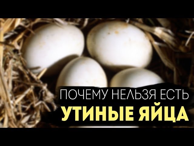 Гусиные яйца: польза и вред, сколько варить