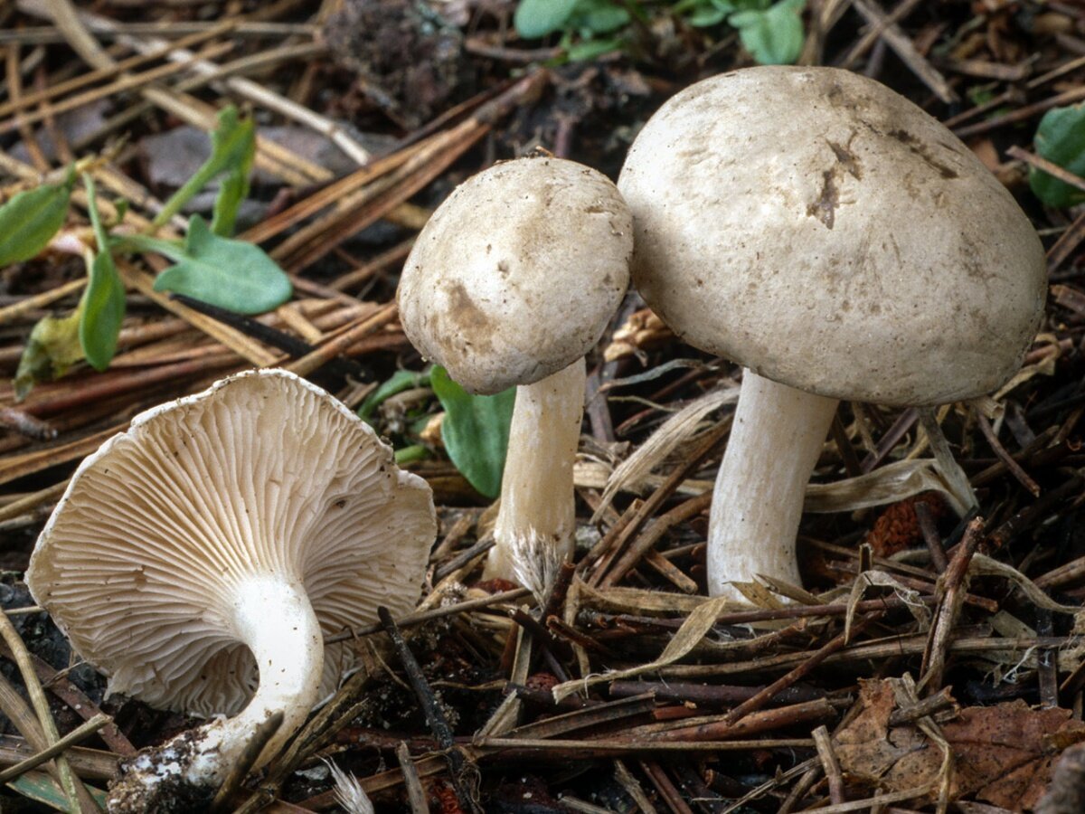 Подвишень (подвишенник): фото и описание грибов