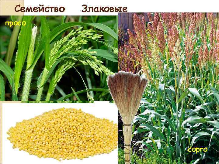 Что такое сорго - разновидности, полезные и опасные свойства, применение в кулинарии и сельском хозяйстве