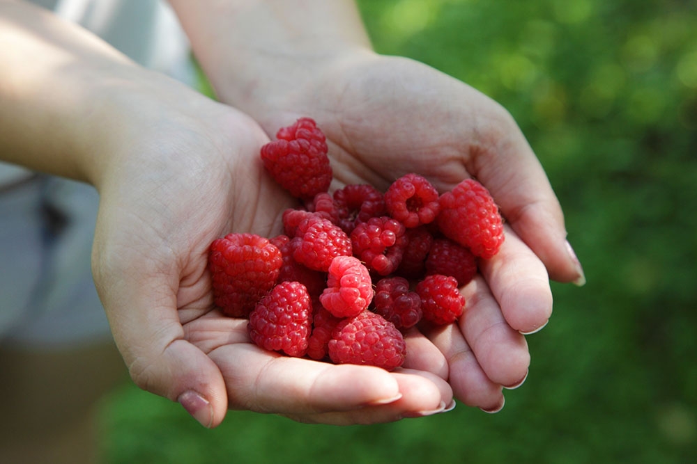 Польза и возможный вред от малины - состав, характеристики и особенности ягоды