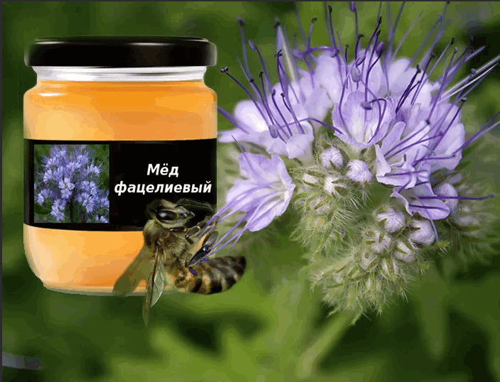 Как отличить настоящий мед от подделки при покупке
