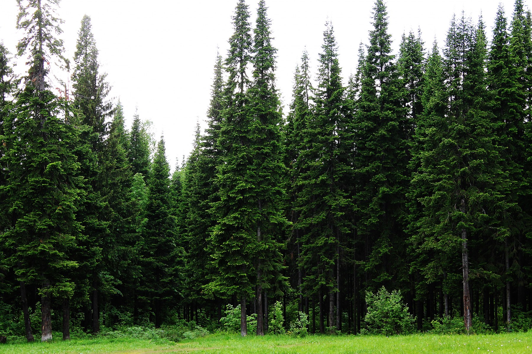 Хвойный лес и растения, которые в нем произрастают :: syl.ru