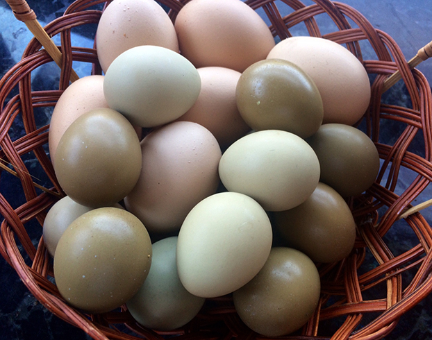 Фазаньи яйца. особенности, полезные свойства и способы приготовления этого деликатеса