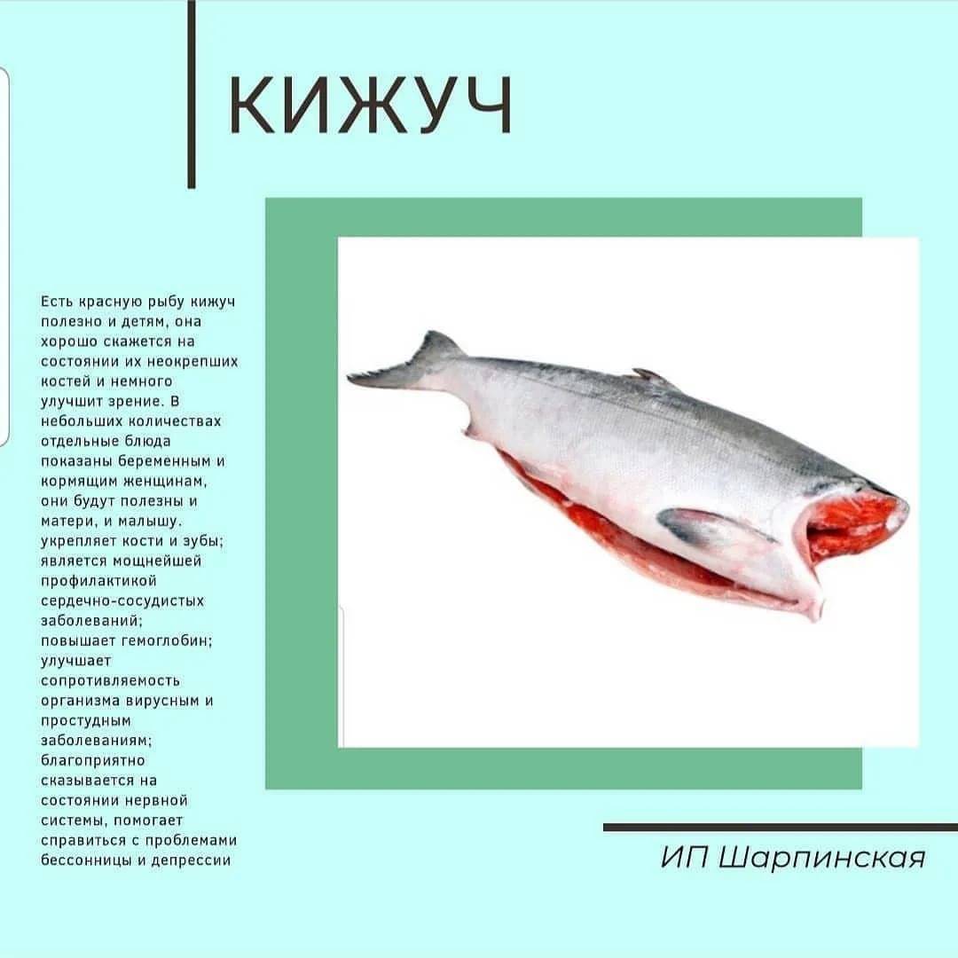 Рыба чавыча — королевский по размерам и полезным качествам лосось