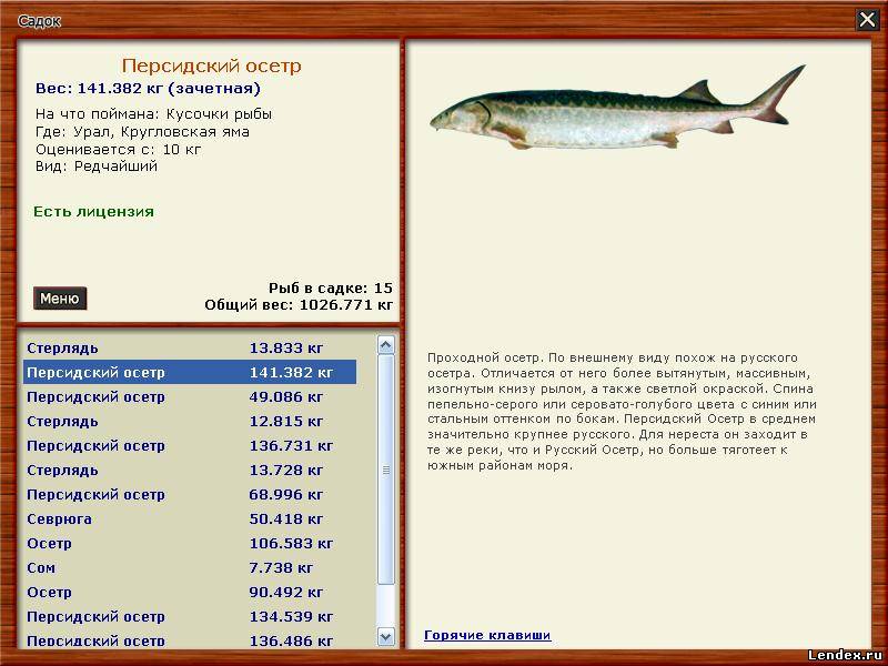 Рыба осетр - описание, виды и использование в кулинарии