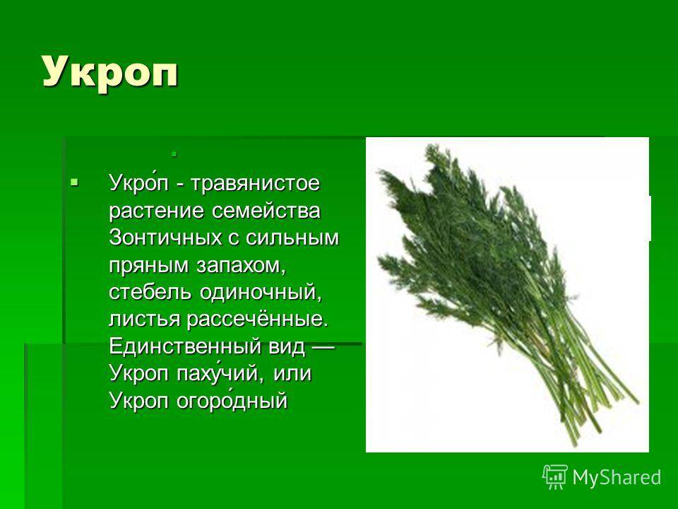 Полезная зелень - укроп: лечебные свойства и противопоказания, польза и вред