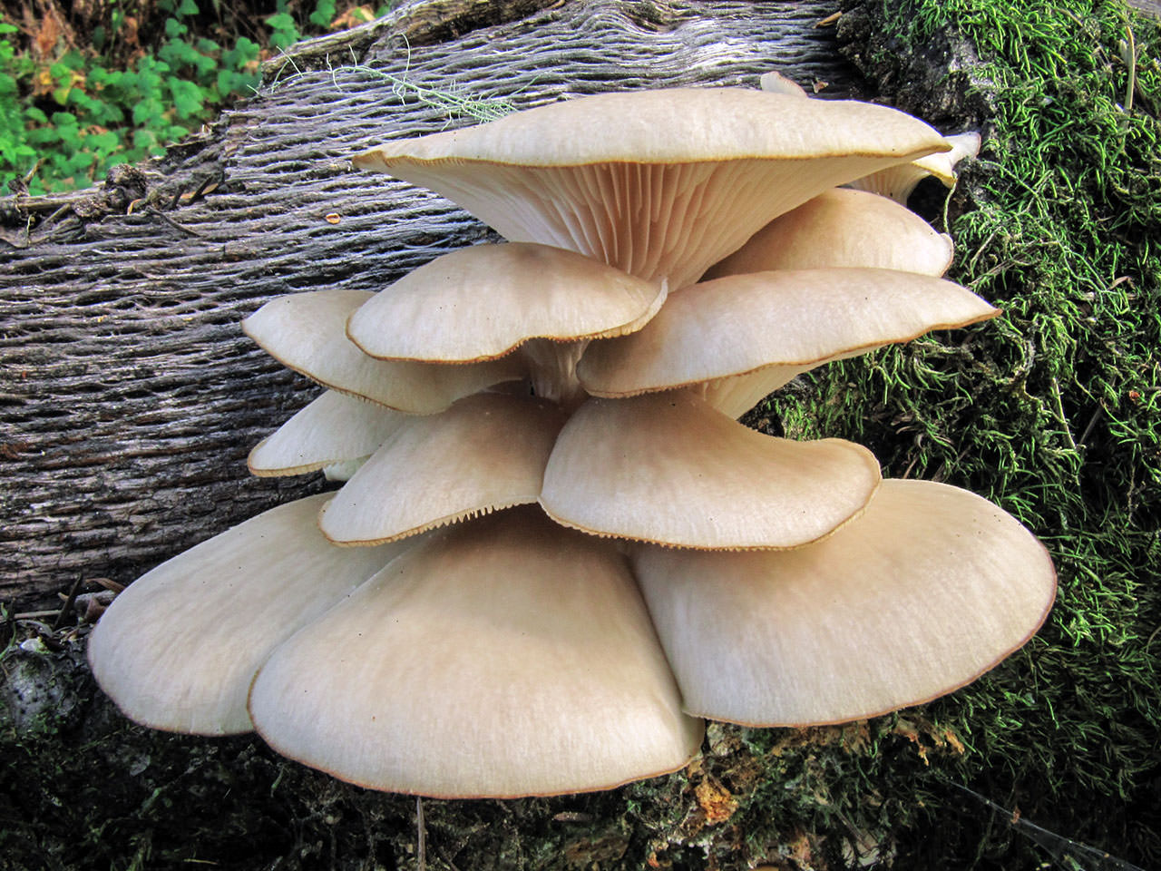 Всё про гриб эноки, его химический состав, пищевая ценность, наличие витаминов и минералов