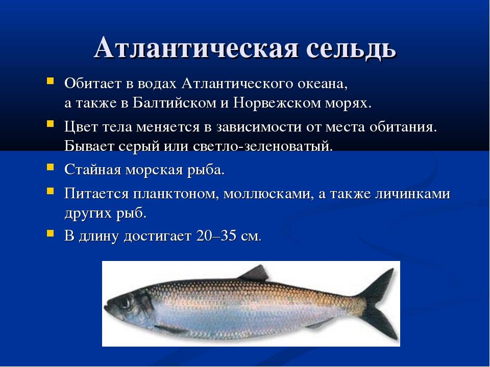 Рыба терпуг и ее особенности