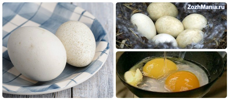 Сколько варить гусиные яйца в кастрюле пароварке