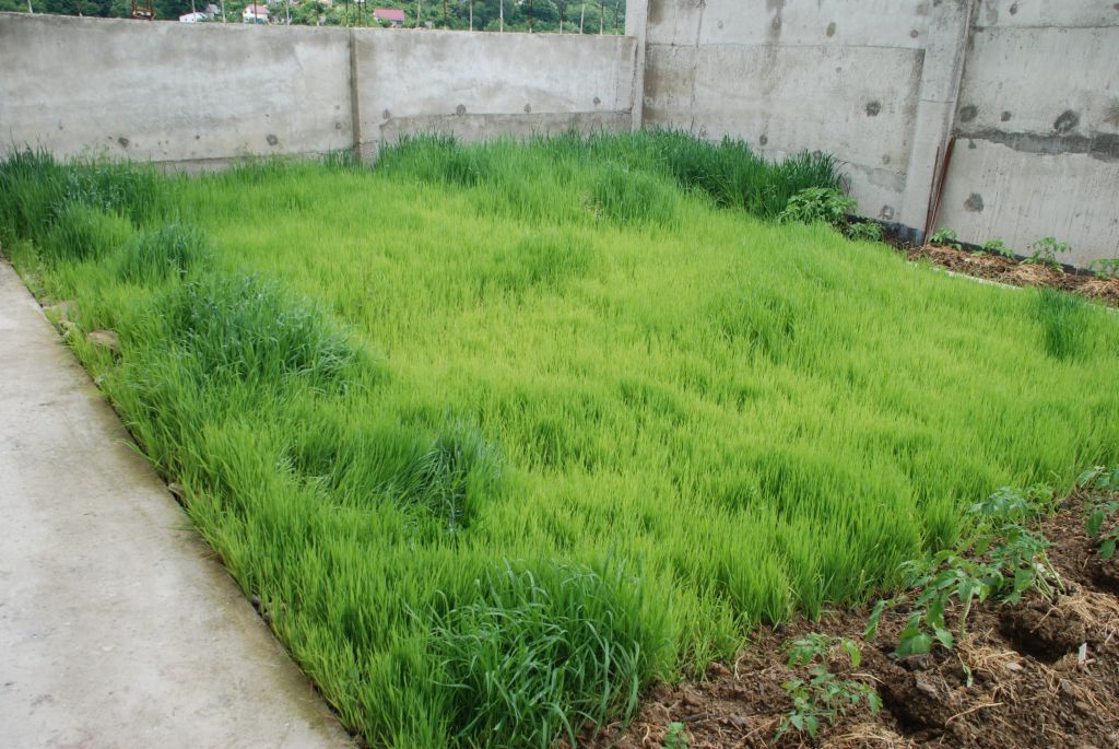 Рожь как сидерат: какую пользу растение приносит почве и как его правильно сеять selo.guru — интернет портал о сельском хозяйстве