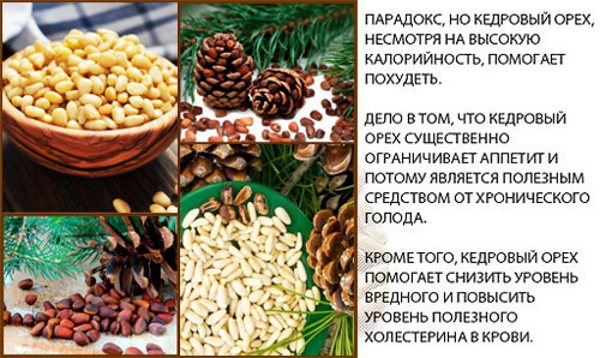 Кедровые орехи: польза и вред, калорийность, бжу