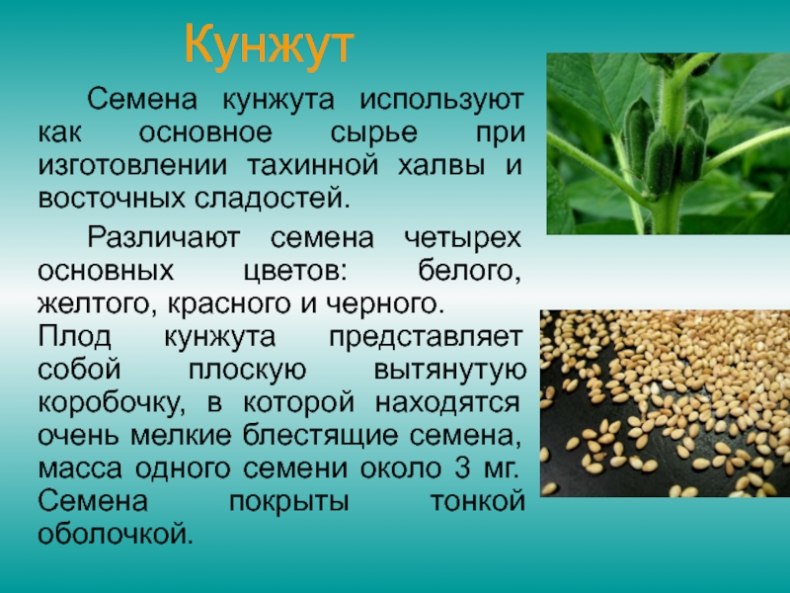 Кунжут: польза и вред. химический состав и полезные свойства семян кунжута.