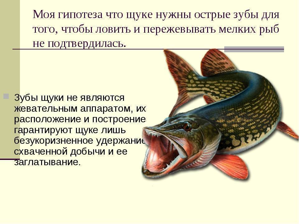 Польза щуки: варианты приготовления, состав и пищевая ценность рыбы (95 фото)