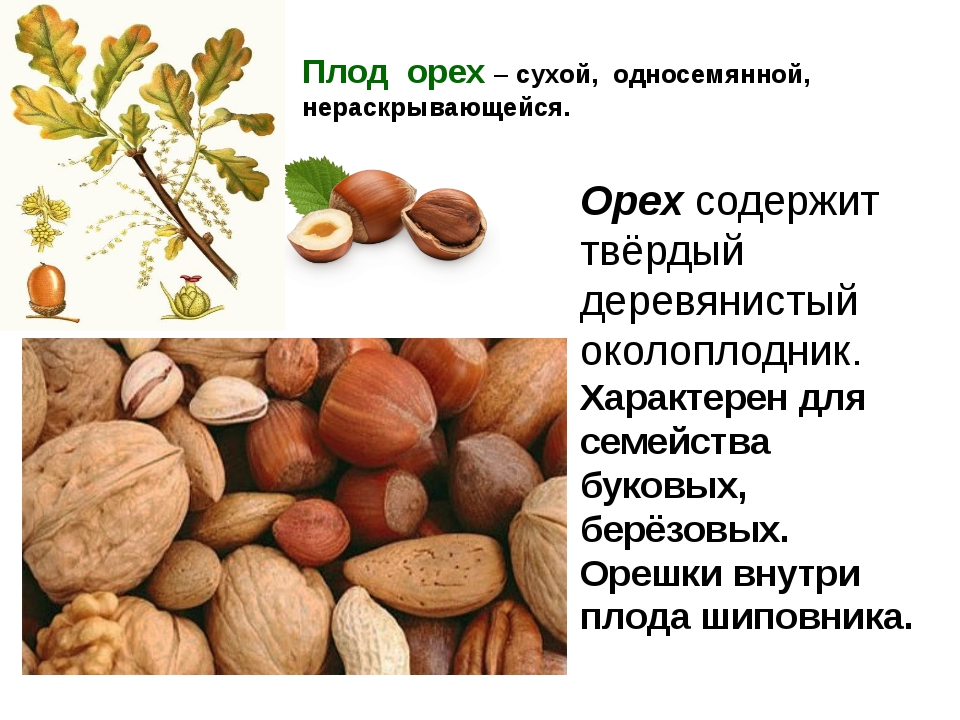 Калорийность орехов – таблица. орехи: калорийность на 100 граммов
