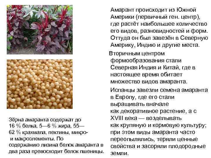 Семена амаранта: как употреблять в пищу, применение лекарственного зерна в кулинарии и для похудения