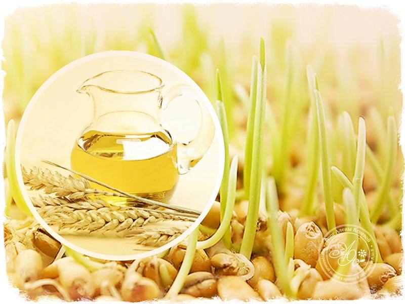 Как выбрать масло зародышей пшеницы и для чего его используют