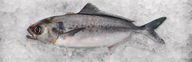 Форель — полное описание и характеристика рыбы: вредные, а так же полезные качества форели (состав, калорийность, витамины)