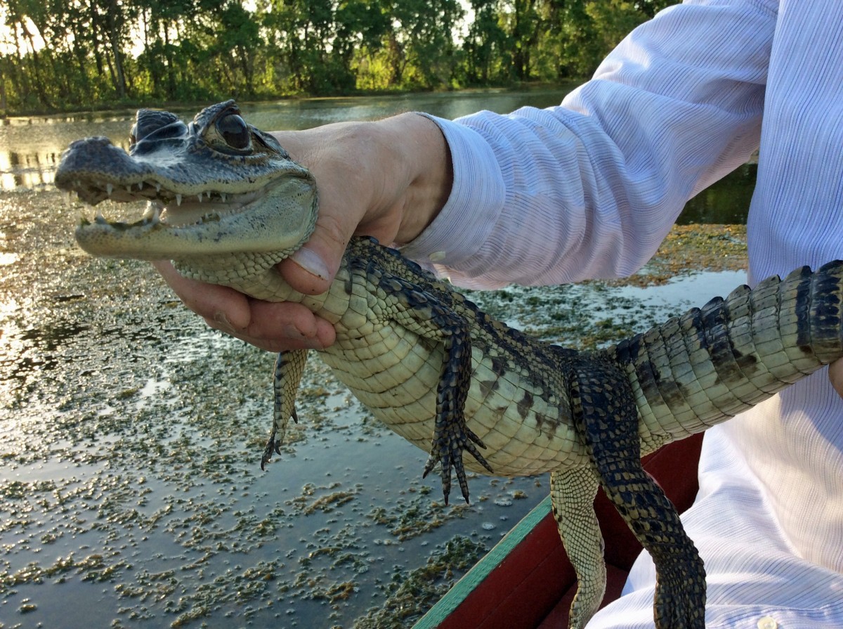 19 интересных и странных фактов о крокодилах