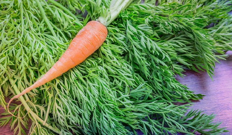 Морковная ботва: польза и вред ее состав, применение для женщин, мужчин, детей, при беременности | народная медицина