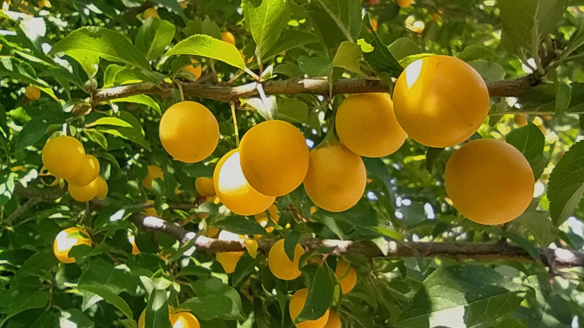 Польза алычи - описание фрукта и правила его использования в рационе питания (130 фото)