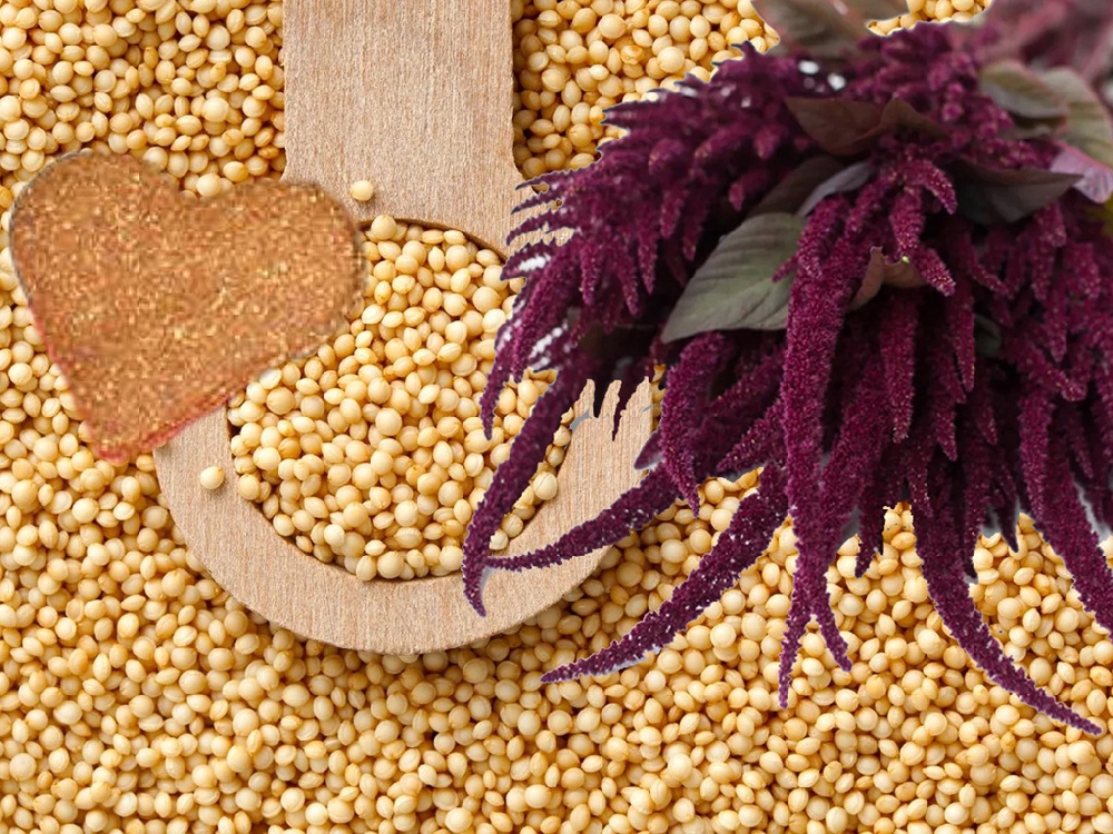 Семена амаранта: польза и вред для здоровья женщин и мужчин