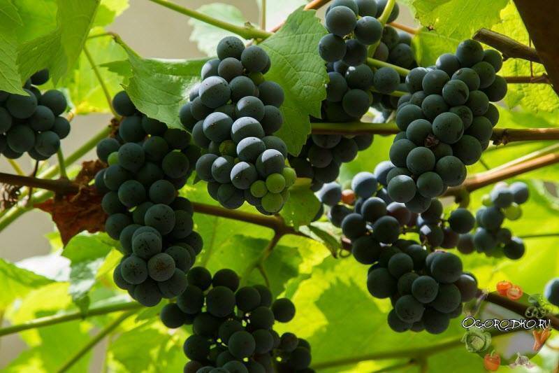 Виноград изабелла: описание сорта, польза и вред, калорийность, фото