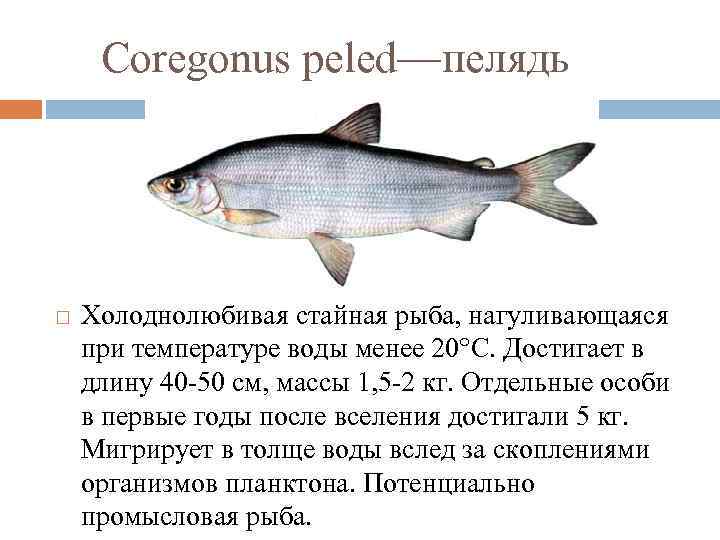 Рыба сиг: полезные свойства и приготовление
