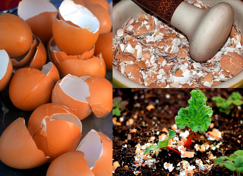 Почему кальций – определяющий минерал для нашего здоровья, и как правильно употреблять яичную скорлупу