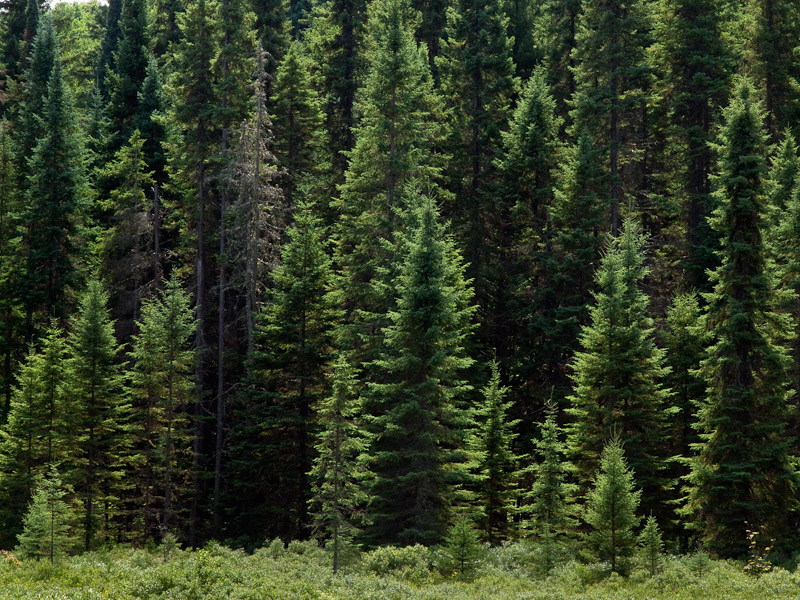 Типы леса: современные принципы класификации