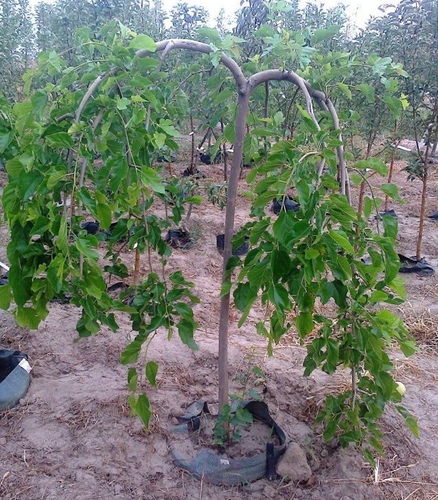 Шелковица: польза и вред ягод шелкового дерева