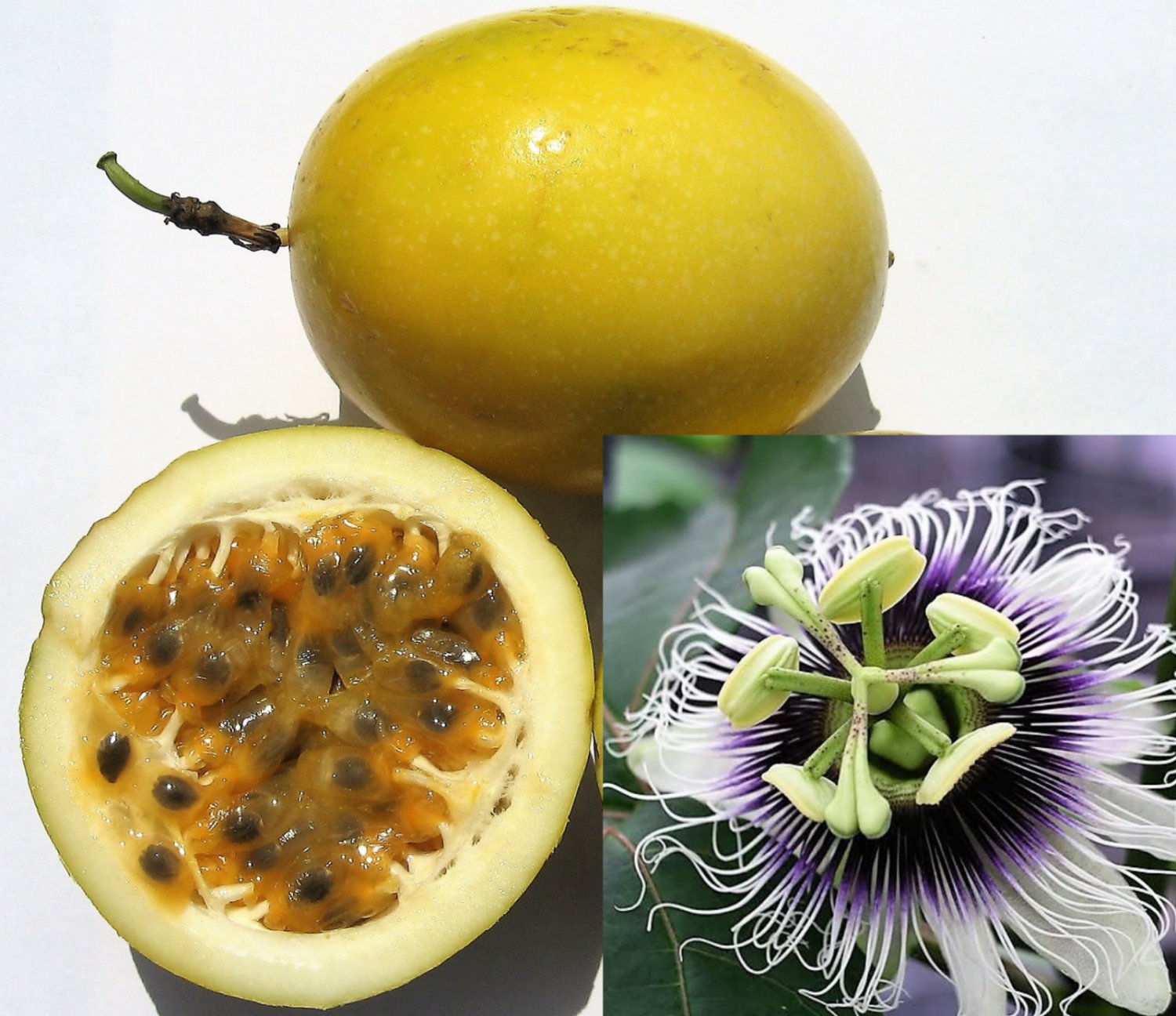 Маракуйя – польза и вред фрукта, выбор и хранение