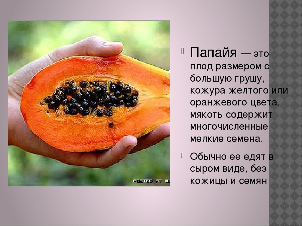 Фрукт папайя полезные свойства и вред для организма