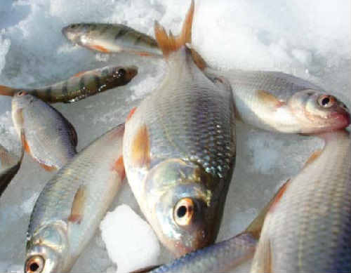 Рыба красноглазка как готовить - рыболов