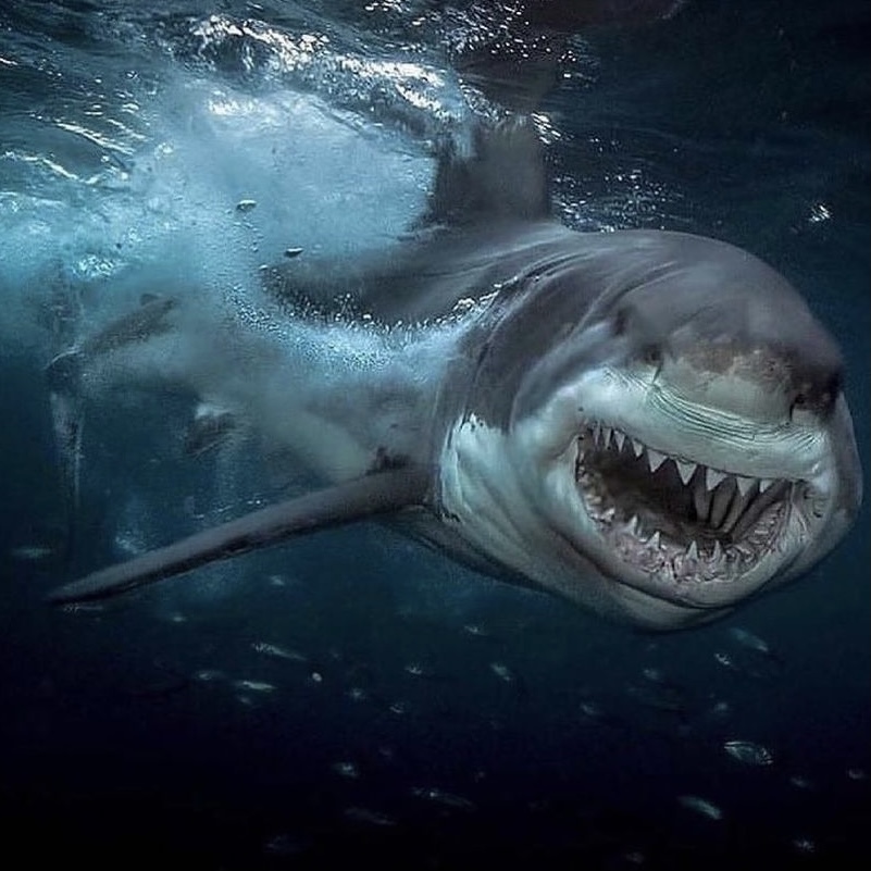 10 самых опасных акул, убивающих людей - hi-news.ru
