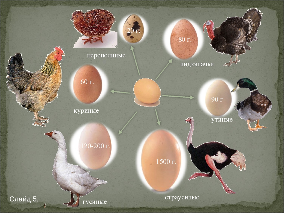 Яйца цесарки: польза и вред, содержание полезных веществ, можно ли есть сырыми