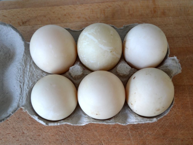 Утиные яйца- польза и вред, пищевая и энергетическая ценность
