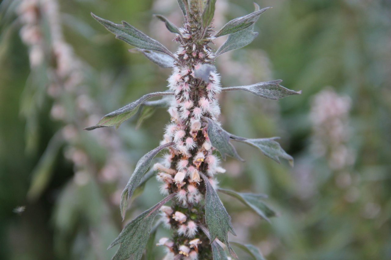 Пустырник трава — 7 лечебных свойств и противопоказания, для чего принимать настойку и таблетки