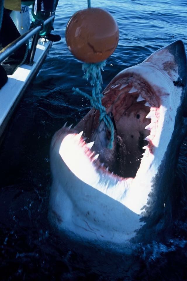 50 интересных фактов о белой акуле ∞ лагуна акул
