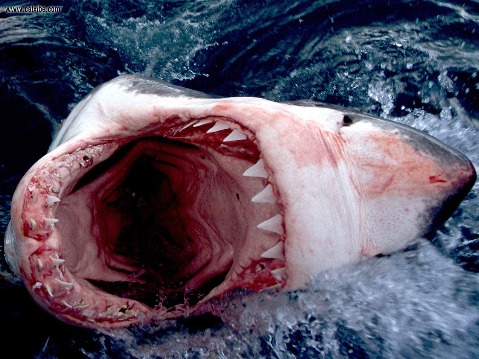 Белая акула: польза мяса для человека | food and health