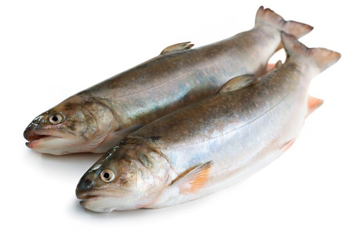 Рыба голец – холодолюбивая и очень вкусная