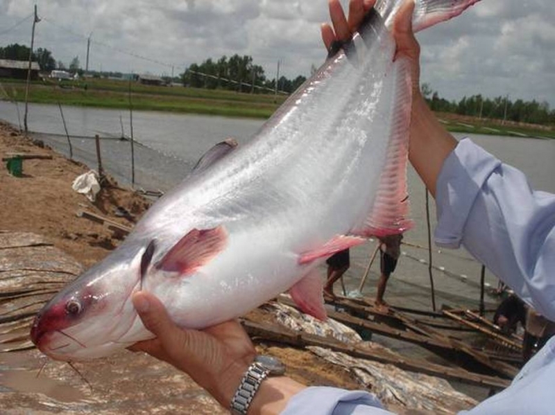 Пангасиус: что за рыба, как готовить, фото, где водится, гдже выращивают, польза и вред