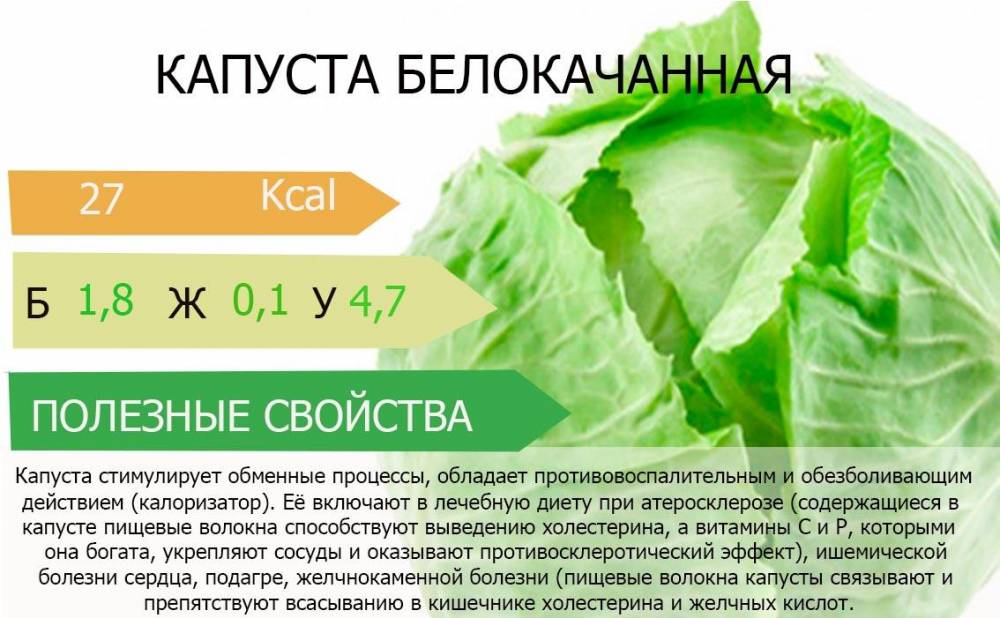 Полезные витамины, калорийность и химический состав разных видов капусты