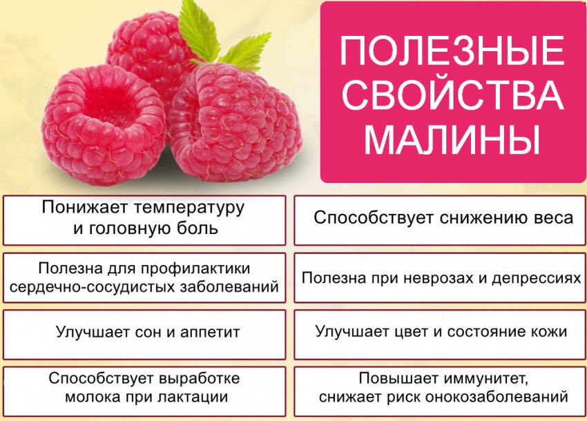 Ежевика и необыкновенная польза ягоды для здоровья
