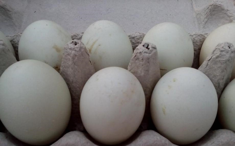 Утиные яйца - польза и вред для человека, полезные свойства и противопоказания